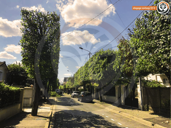 Alignement d’arbres taillés dans une rue après une intervention d'élagage.